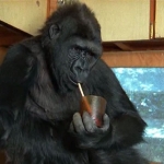 koko1