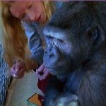 koko10