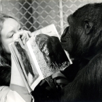 koko3